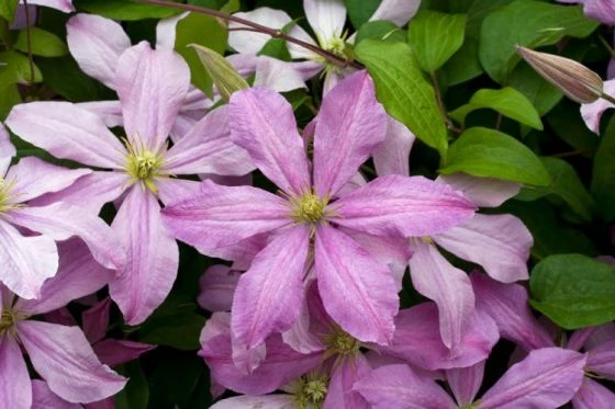 Clematis 'Mrs Cholmondeley' C2 60-70 Cm 3 Clematis 'Mrs Cholmondeley' C2 60-70 Cm - Afbeelding 3