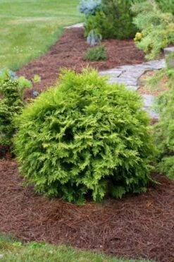 Thuja Occidentalis 'Golden Globe' C3.5 30-40 Cm 5 Thuja Occidentalis 'Golden Globe' C3.5 30-40 Cm -Tuinbenodigdheden Verkoop 2024 C66Y35N7 b071 1