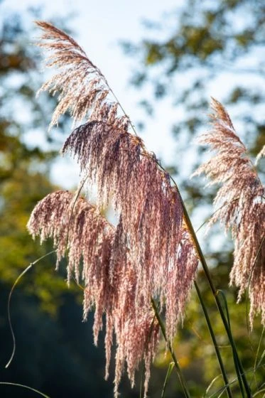 Cortaderia Selloana 'Pink Feather' C3 40-60 Cm 3 Cortaderia Selloana 'Pink Feather' C3 40-60 Cm - Afbeelding 3