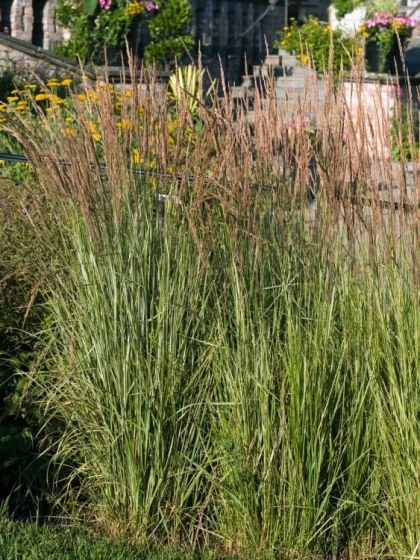 Calamagrostis Acutiflora 'Overdam' C2 Cm 1 Calamagrostis Acutiflora 'Overdam' C2 Cm