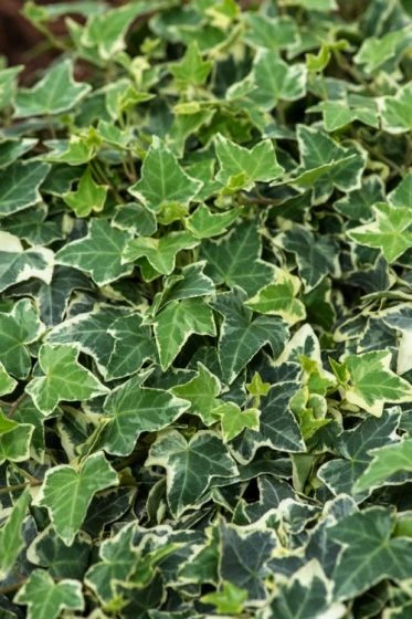 Hedera Helix 'Eva' C2 60-80 Cm 2 Hedera Helix 'Eva' C2 60-80 Cm - Afbeelding 2