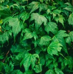 Hedera Helix 'Green Ripple' C2 60-80 Cm -Tuinbenodigdheden Verkoop 2024 CA42PXGD 2bb4