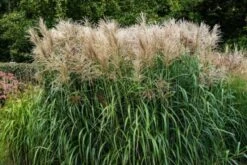 Miscanthus Sinensis 'Cute One' P11 Cm