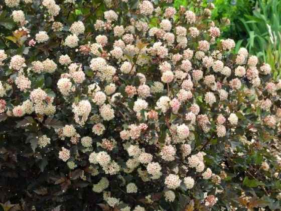 Physocarpus Opulifolius Summer Wine C3 40-50 Cm 1 Physocarpus Opulifolius Summer Wine C3 40-50 Cm