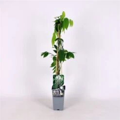 Wisteria Floribunda 'Shiro-noda' C2 60-70 Cm