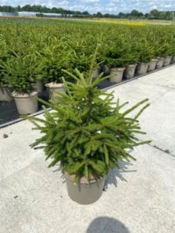 Gazebo Parts Direct Sales Store -Tuinbenodigdheden Verkoop 2024 CEX9YE6A 8b2c