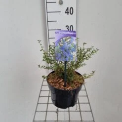Ceanothus 'Puget Blue' C2 25-30 Cm