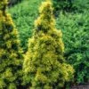 Taxus Baccata 'Fastigiata Aurea' Kluit 40-50 Cm