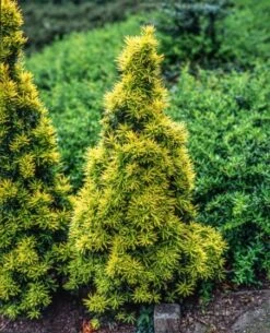 Taxus Baccata 'Fastigiata Aurea' Kluit 40-50 Cm