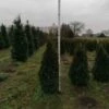 Thuja Occidentalis 'Smaragd' Kluit 150-160 Cm