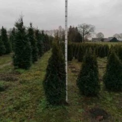 Thuja Occidentalis 'Smaragd' Kluit 150-160 Cm