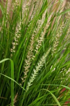 Pennisetum Orientale 'Fairy Tales' P9