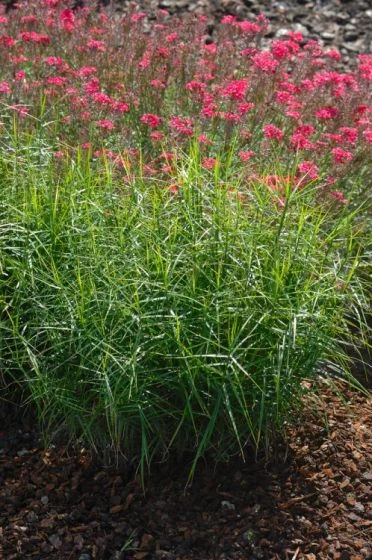 Carex Muskingumensis M18 Cm 1 Carex Muskingumensis M18 Cm