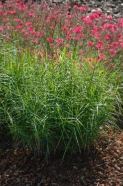 Carex Muskingumensis P9 Cm