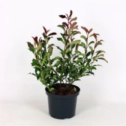 Photinia Fraseri Dynamo Red C5 60-80 Cm