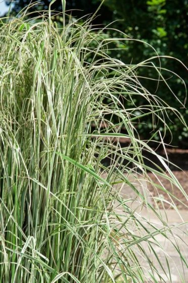 Calamagrostis Acutiflora 'Avalanche' P9 Cm 2 Calamagrostis Acutiflora 'Avalanche' P9 Cm - Afbeelding 2