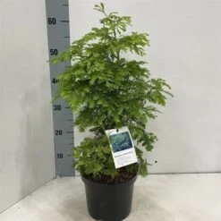 Metasequoia Glyptostroboides 'Hamlet's Broom' C3 30-40 Cm -Tuinbenodigdheden Verkoop 2024 CY58YPH8 0192