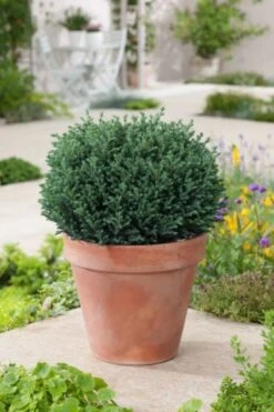 Chamaecyparis Pisifera 'Blue Moon' C3 20-25 Cm