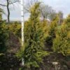 Chamaecyparis Lawsoniana 'Ivonne' Kluit 120-130 Cm