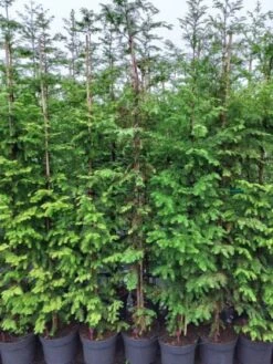 Metasequoia Glyptostroboides C10 175-200 Cm