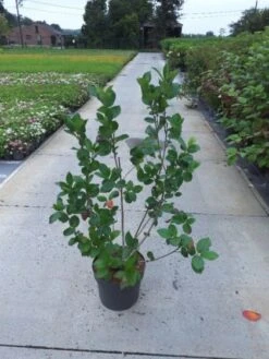 Aronia Melanocarpa C10 80-100 Cm