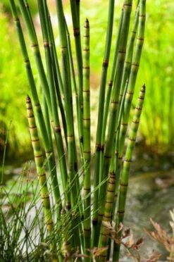 Equisetum Hyemale 'Japonicum' P9 Cm