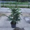 Picea Omorika C10 80-100 Cm