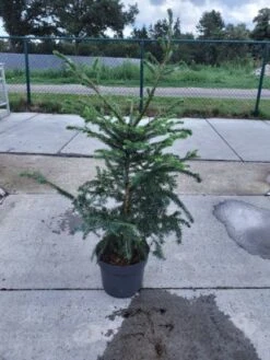 Picea Omorika C10 80-100 Cm