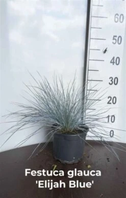 Festuca Glauca 'Elijah Blue' C2 Cm -Tuinbenodigdheden Verkoop 2024 D7CNEWNH d6d5