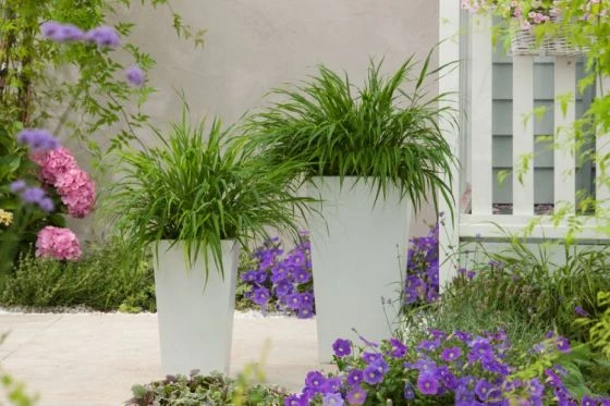 Hakonechloa Macra 'Nicolas' P9 Cm 3 Hakonechloa Macra 'Nicolas' P9 Cm - Afbeelding 3