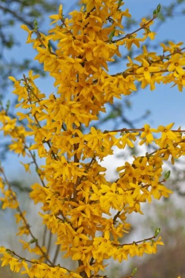 Forsythia Intermedia 'Lynwood' C7.5 80-100 Cm 2 Forsythia Intermedia 'Lynwood' C7.5 80-100 Cm - Afbeelding 2