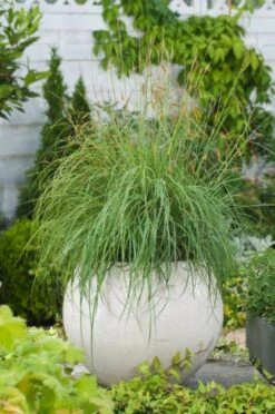 Carex Flacca 'Blue Zinger' P9 Cm -Tuinbenodigdheden Verkoop 2024 DCDK42V9 b13a