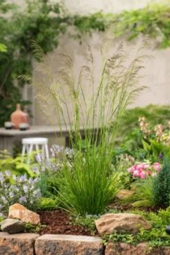 Deschampsia Cespitosa 'Goldtau' P9 Cm -Tuinbenodigdheden Verkoop 2024 DCLVHLBY 34aa