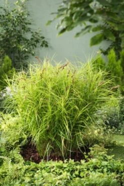 Carex Muskingumensis 'Silberstreif' P9 Cm