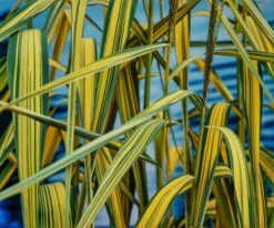 Phragmites Australis 'Variegatus' P9 Cm