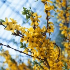 Forsythia Intermedia 'Lynwood' C7_5 100_125_CM -Tuinbenodigdheden Verkoop 2024 DKJ118VZ aba9 1