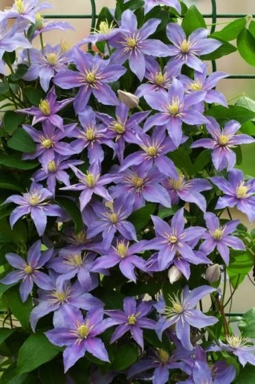 Clematis 'Justa' C2 60-70 Cm 2 Clematis 'Justa' C2 60-70 Cm - Afbeelding 2