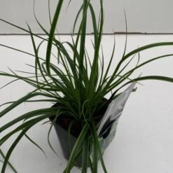 Carex Oshimensis 'Everlime' C1 Cm -Tuinbenodigdheden Verkoop 2024 DNCZ7H5A 2325