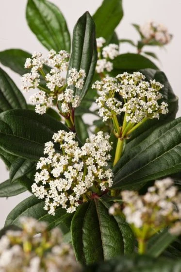 Viburnum Davidii C7.5 30-40 Cm 2 Viburnum Davidii C7.5 30-40 Cm - Afbeelding 2