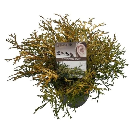 Chamaecyparis Obtusa 'Kamarachiba' C2 25-30 Cm 2 Chamaecyparis Obtusa 'Kamarachiba' C2 25-30 Cm - Afbeelding 2