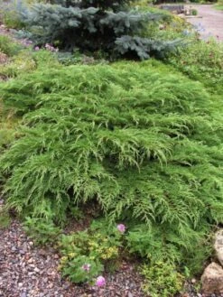 Microbiota Decussata C3.5 30-40 Cm -Tuinbenodigdheden Verkoop 2024 DWGB7P91 9a25