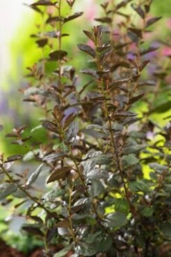 Ceanothus 'Tuxedo' C10 40-50 Cm