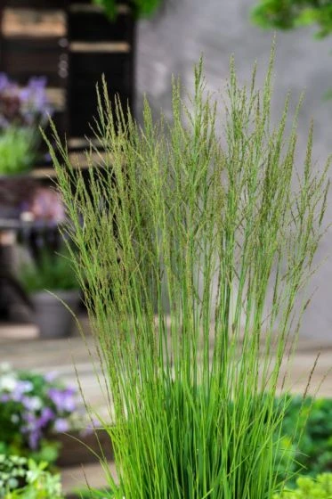 Molinia Caerulea 'Torch' P9 Cm 2 Molinia Caerulea 'Torch' P9 Cm - Afbeelding 2