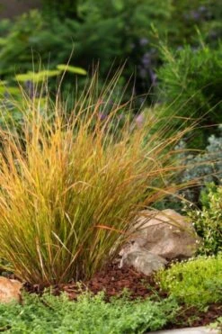 Calamagrostis Arundinacea P9 Cm