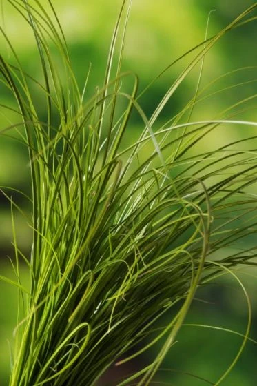 Carex Testacea P9 Cm 3 Carex Testacea P9 Cm - Afbeelding 3