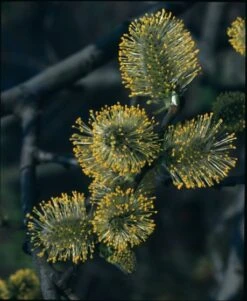 Salix Aurita C2 60-80 Cm