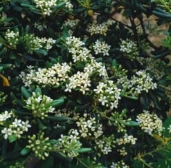 Nieuwkomers -Tuinbenodigdheden Verkoop 2024 EBNW7JGD 440e