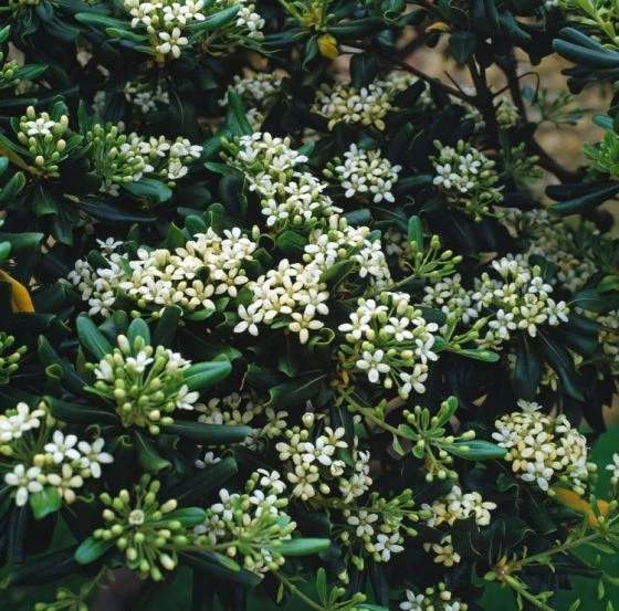 Pittosporum Tobira C10 80-100 Cm 2 Pittosporum Tobira C10 80-100 Cm - Afbeelding 2