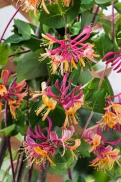 Lonicera Heckrottii 'American Beauty' C2 80_100_CM -Tuinbenodigdheden Verkoop 2024 EDXZYAK4 c131
