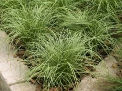 Carex Comans 'Amazon Mist' P9 Cm